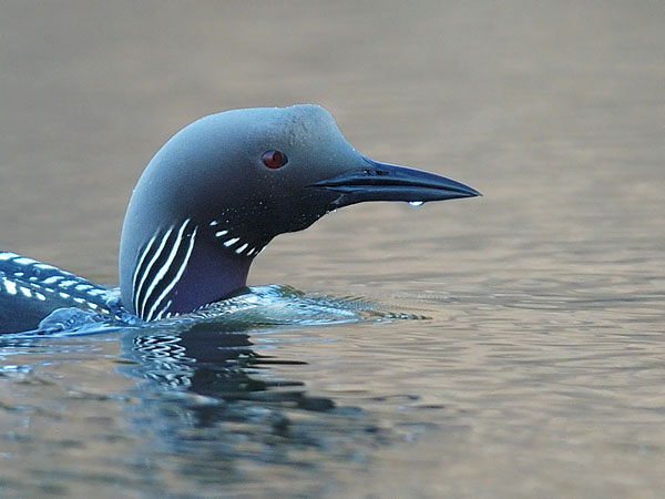 Kuikka, Black-throated Diver, Gavia arctica